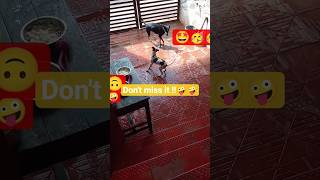 🤩..#shorts #funny #pets #labrador #subscribe #viral shorts #subscribers #shorts #dogs funny shorts