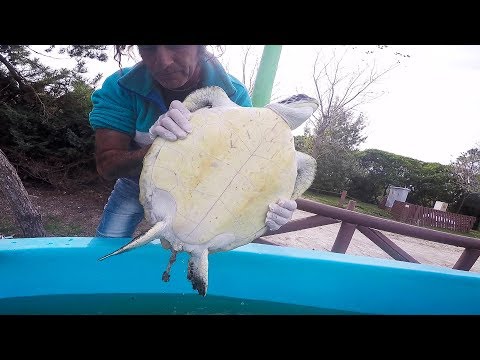 Una tortuga marina rescatada defeca gran cantidad de basura