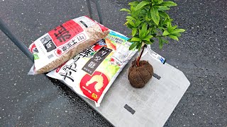 苔庭の植栽の手入れ（2021-05）沈丁花の植え付け