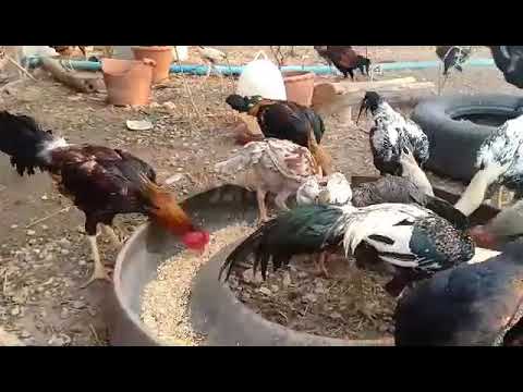 ฝากติดตามด้วยครับ ไก่ชนพม่าสายเลือดเงินล้านครับ