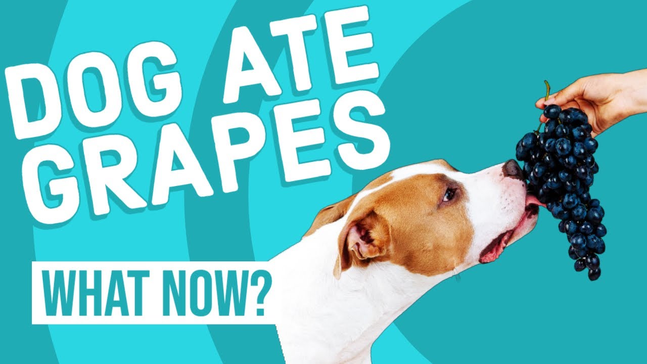 Dog Ate Grapes | Grape Toxicity