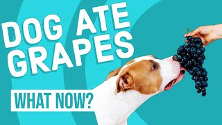 DOG ATE GRAPES | Grape Toxicity