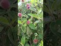 Plants in forest|Beautiful Flowers #shorts