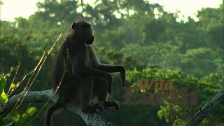 WildEarth - Sunset Safari - January 26, 2020