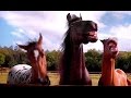 Volkswagen tiguan horses laugh  commercial 2016