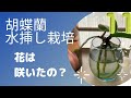 【胡蝶蘭　水挿し栽培】花は咲いたの？