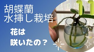 【胡蝶蘭　水挿し栽培】花は咲いたの？