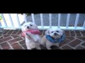 Puppy Bumpers Puppy Bumpers