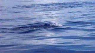 Dolphins off Sao Miguel, Azores