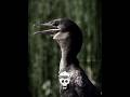 Birds screaming 😱🦅🤯🔥#edit #trend #explore #bird #aura #foryou