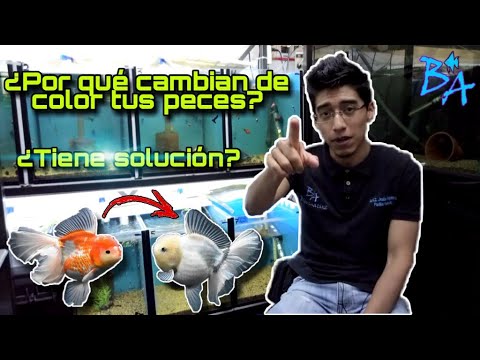 Video: ¿Por qué los peces de colores cambian de color o se vuelven blancos?