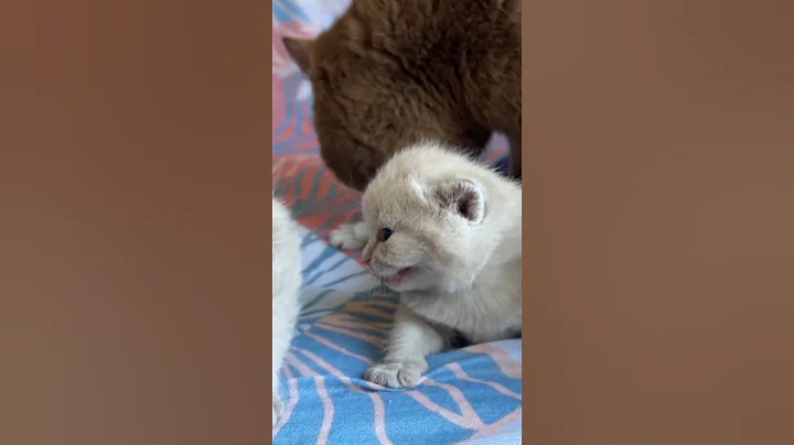 Video 9400911: tiny british shorthair kitten, british shorthair lilac kitten, shorthair kitten britishshorthair