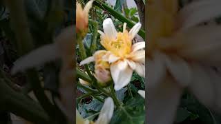 Chrysanthemum plants #gardening #shorts