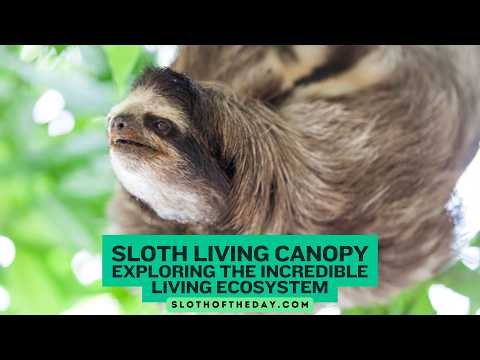 Sloth Living Canopy Exploring the Incredible Living Ecosystem