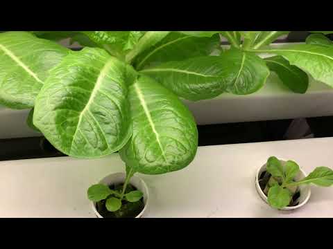 Hydroponics techniques | Urban Farming | Planting | Gardening