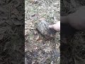 свинцовая плюшка