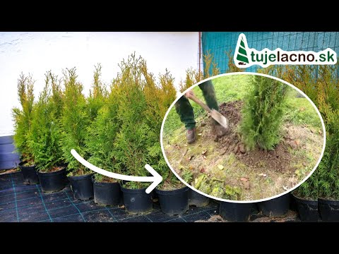 Video: Ako zabíjate ihličnany leylandii?