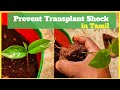 How to avoid transplant shock in plants  transplant shock   
