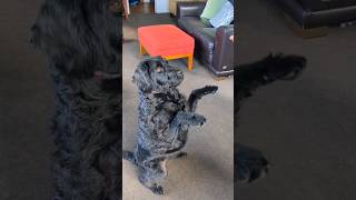 Our baby dog Doobers does tricks for cheese #puppy #labradoodle #dog