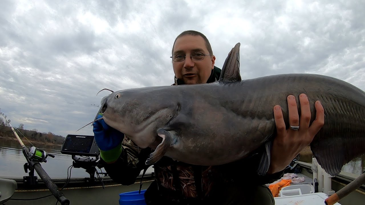 Giant catfish caught on the Cumberland river YouTube