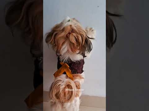 vibe with Ammu 🤩😝 #dog #trending #vibes #shihtzu #Happy_Ammuzz786 #paaldabba @Happy_Ammuzz786