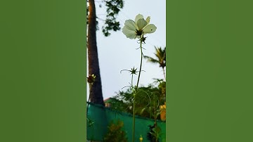 Thumbnail of Cosmos #flowers #youtube #shorts #trending #song #wintergarden #cosmos #blooming #viralvideo
