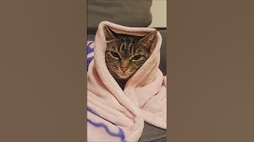 I asked ChatGPT to turn my cat into a human…😅😍 #cat #viralshort #cute #funny