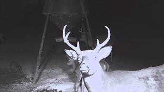 Cow Horn Buck v 2015 12 12  (Not ly Named)