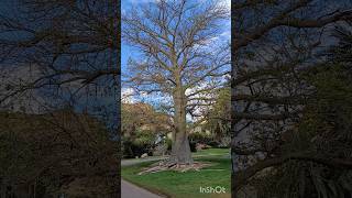 באובב בשלכת גן הבוטני עין גדי 🎗 Baobab