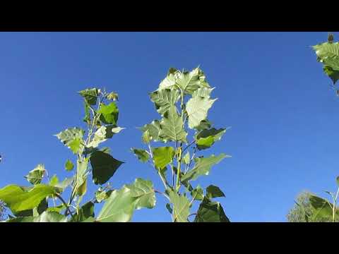 Vídeo: O que é um álamo da Lombardia: aprenda sobre o cultivo de álamos da Lombardia em paisagens