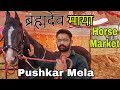 पुष्कर मेला 2019 माया & ब्रह्मदेव की खूबसूरत जोड़ी Maya & Brahmdev Pushkar Mela | Brahma Stud Farm