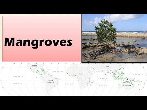 Mangrovy : Charakteristika : Ekologické funkce : Ekologie a životní prostředí [Učit se online]