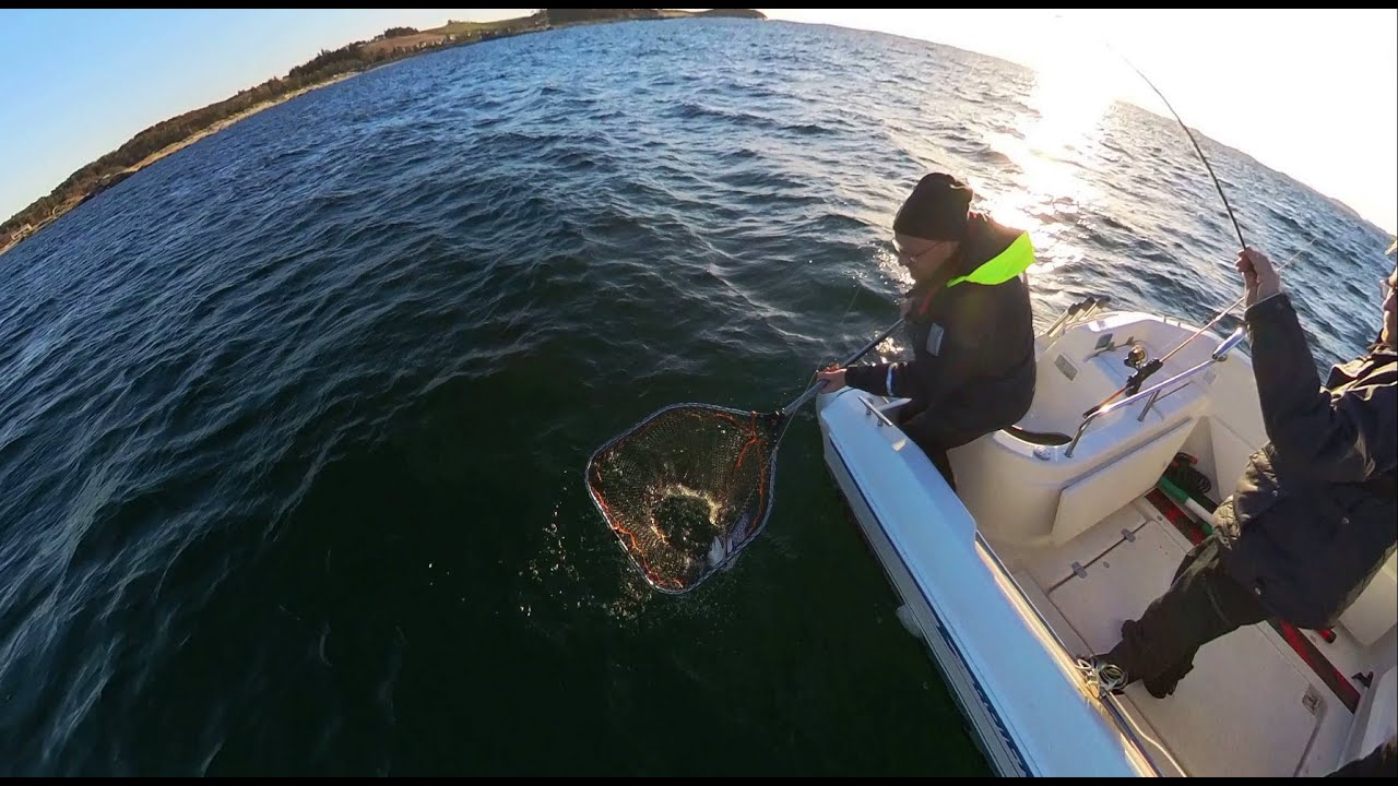 Dorging Sjøørret April 2024/Trolling SeaTrout