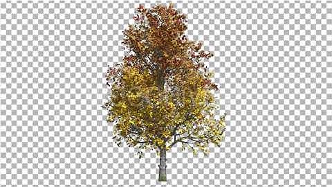 Mountain Maple Tree Swaying In the Wind | Motion Graphics - Envato elements