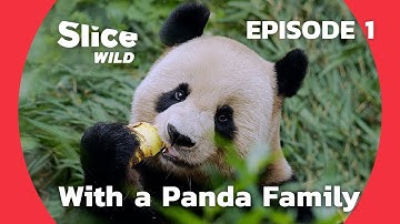 A Year with a Panda Family in China - Birth of a giant | SLICE WILD | FULL DOC - EP1