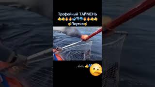 #fishing Трофейный Таймень