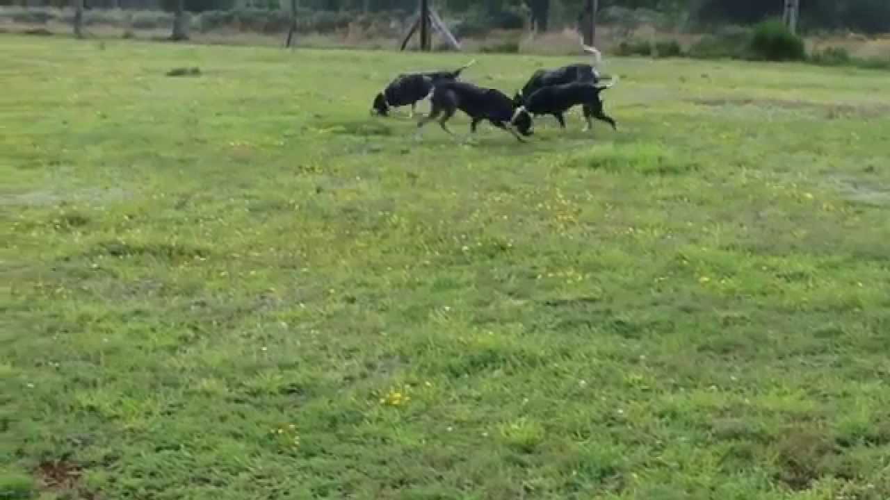 Entrainement Li vre Parc D Aurelles Le 07 08 2014 YouTube entrainement-li-vre-parc-d-aurelles-le-07-08-2014-youtube