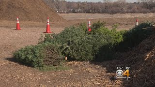 Christmas Tree Recycling Locations And Information