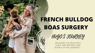 MY FRENCH BULLDOG HAD BOAS SURGERY| Hugo's Journey | Katie Peake