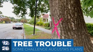 Augustans make new push to save towering old trees on Telfair Street