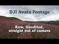 Raw DJI Avata footage pink blossoms - Overcast day