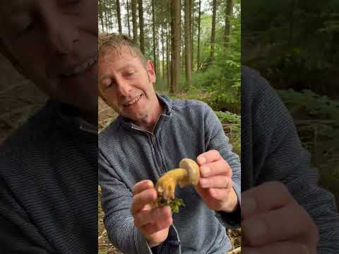 Video: Bitter is an edible mushroom or not?