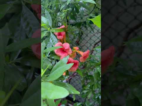 Nature Petals Wet With Drops Dancing In The Wind Filling The Heart FlowerMagic