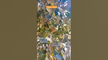 Jujube fruits tree | animals video club #shorts