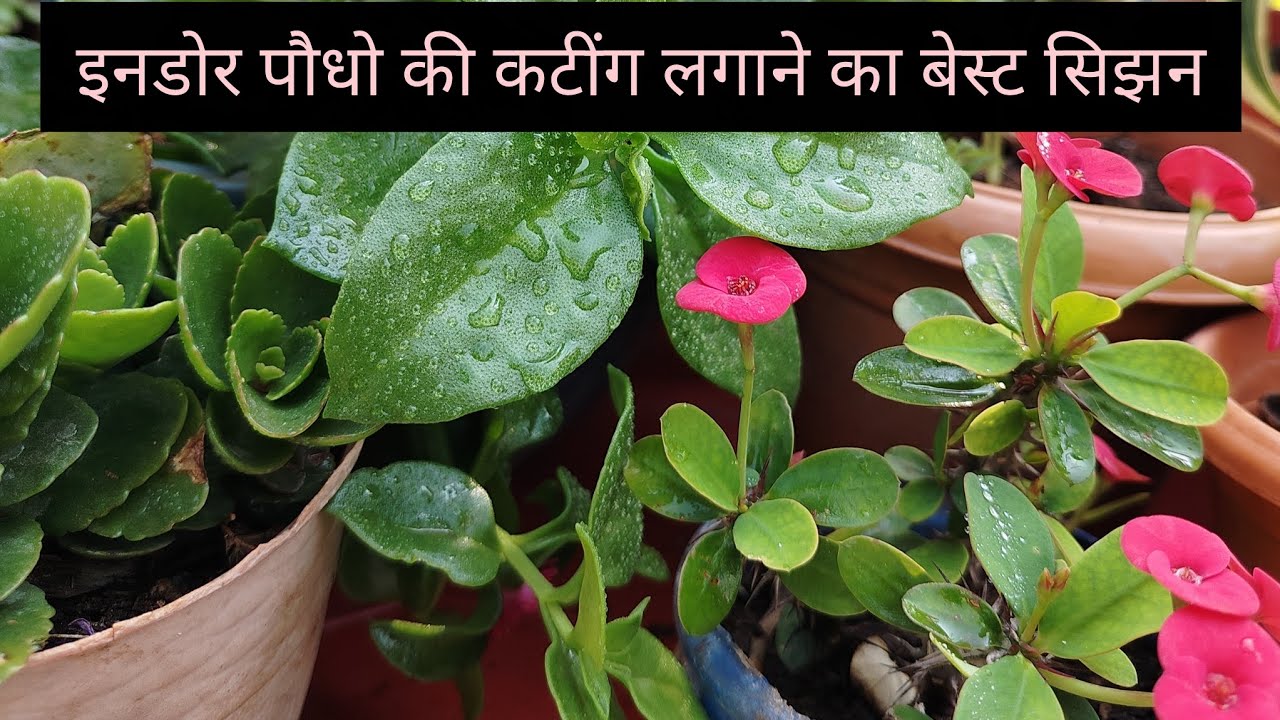 इनडोर पौधो की कटींग लगाने का सही टाइम✅#gardening #nature #gardenideas #🌱🌱🌱🌱
