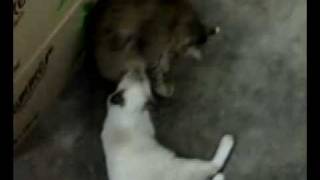 Kucing Jantan Menyusu