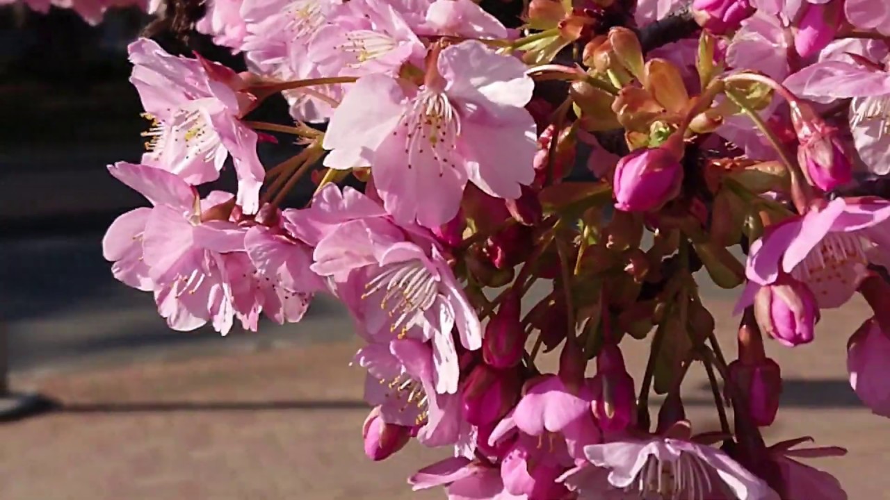 河津桜が八分咲きになったよ 令和2年2月23日天皇誕生日 Youtube