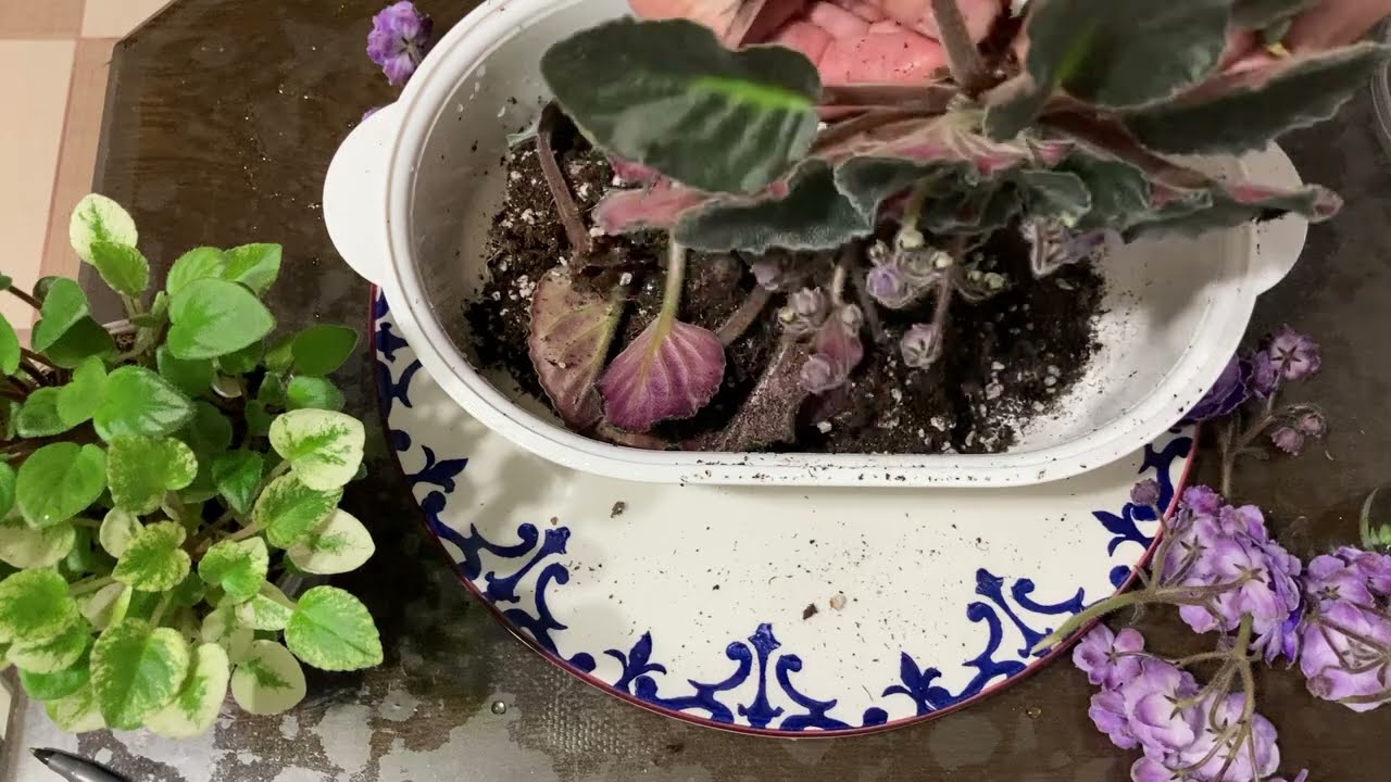 495.Kök Çürümesi  Nasıl  Anlaşılır Fitilli Sulamadaki Menekşeler  Ve Beyaz Menekşe Saksı Değişimi.