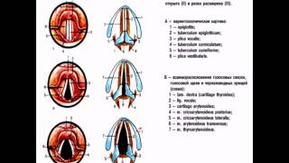 Гортань Презентация