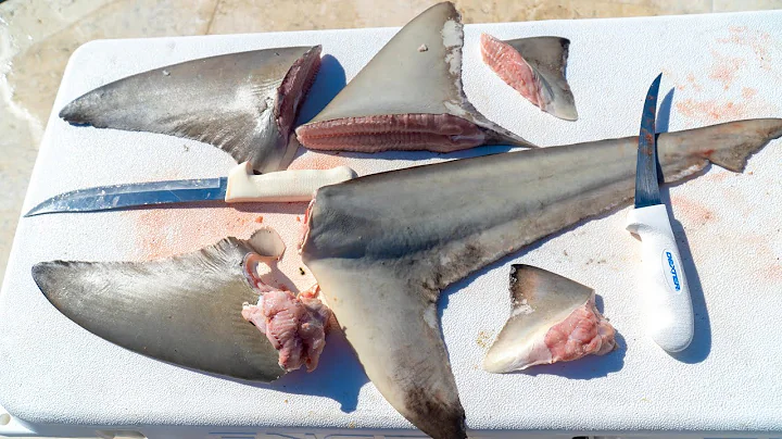REAL SHARK FIN Soup From Scratch! Clean and Cook (Blacktip Shark) - DayDayNews
